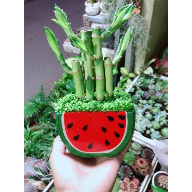 Chậu Trúc Phát Tài