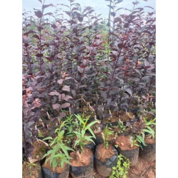 CÂY GIỐNG MẬN ĐỎ MỸ