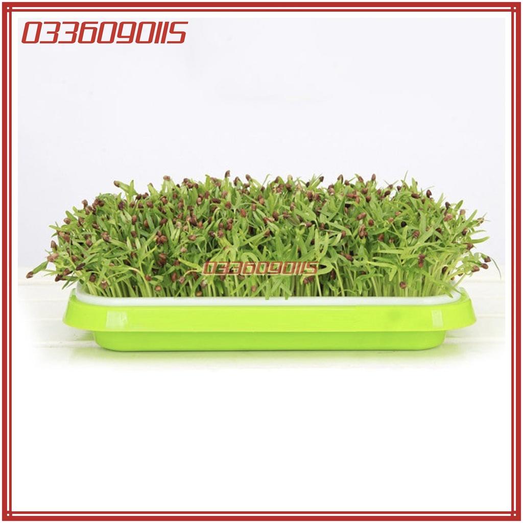 Túi 100g hạt rau mầm rau muống - gói 100g - hạt loại 1