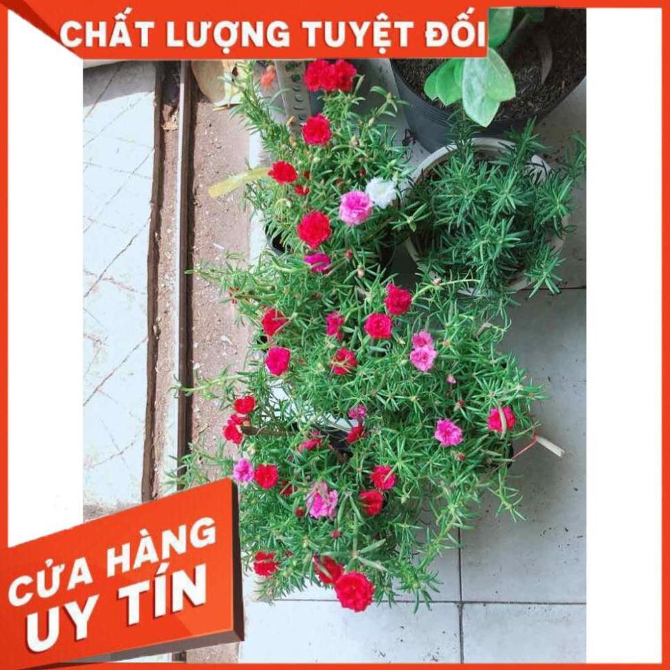Hoa mười giờ mỹ Nhiều Người Mua