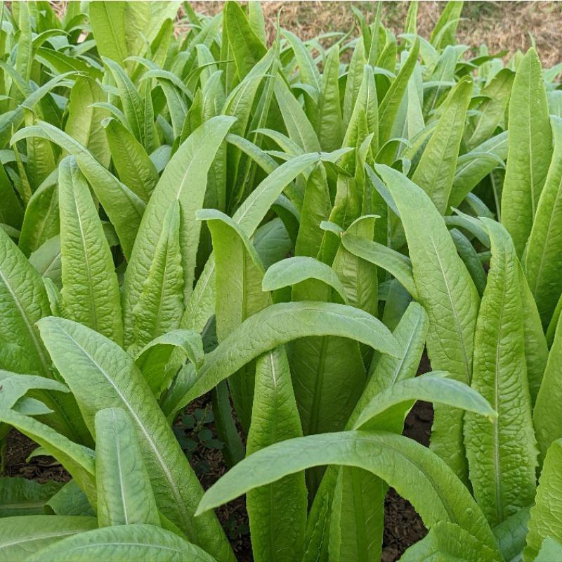 Phân bón lá Đầu trâu 501. Hũ 100g. Nảy chồi, ra lá, mập thân Rau màu, hoa cây cảnh