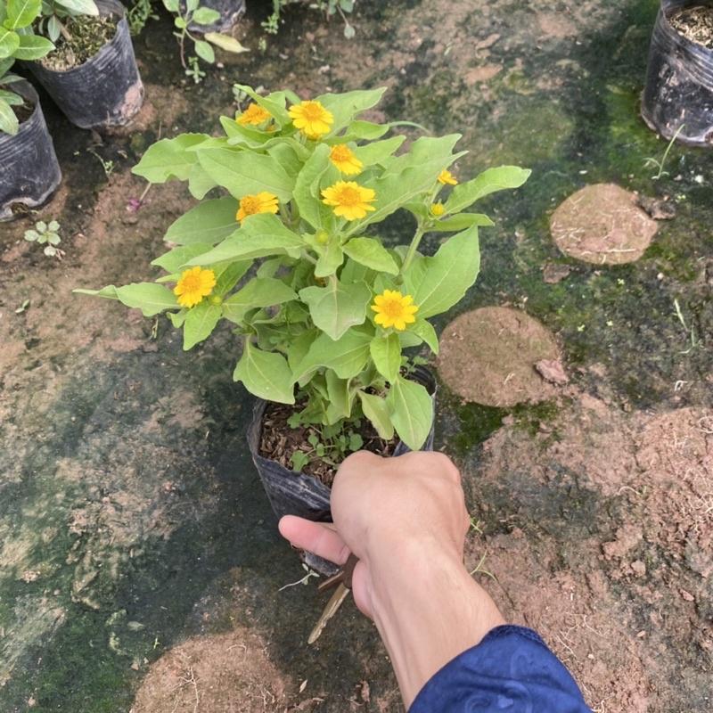 Cúc mặt trời trồng bịch đen đã có nụ và hoa