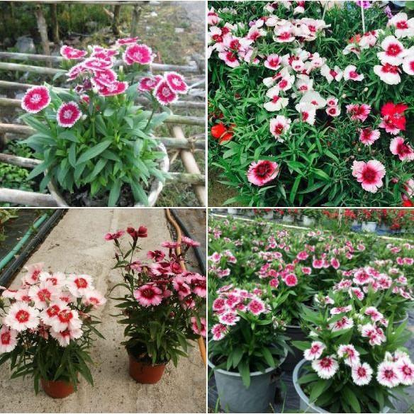 Hạt Giống Hoa Cẩm Chướng Hoa Cánh Đơn Nhiều Màu - 100hạt/gói