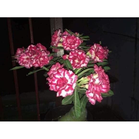 2 cây Giống sứ thái