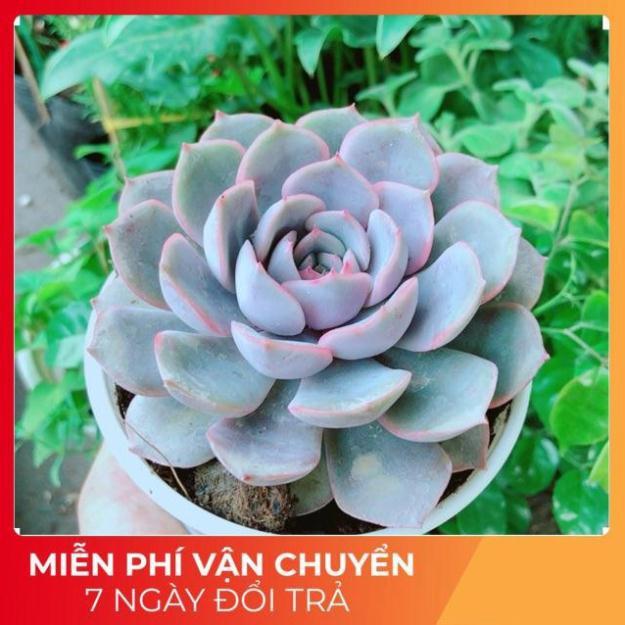 Sen Đá Tím Cánh Cứng