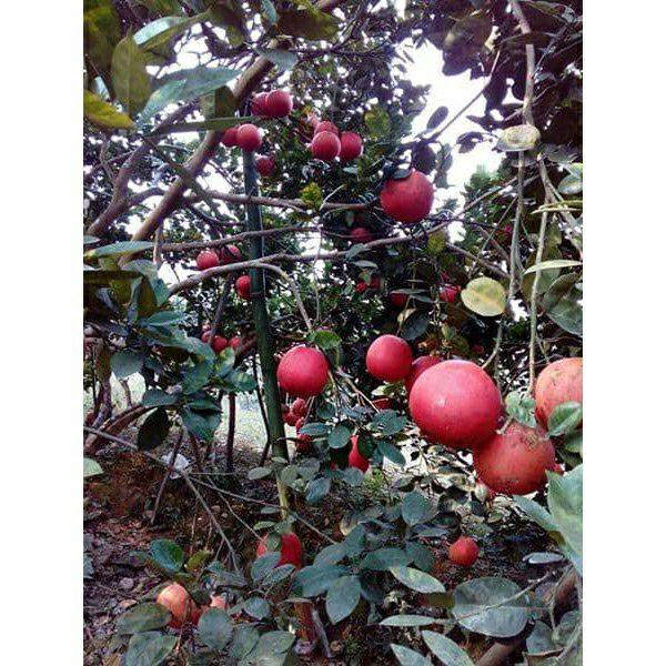 Cây giống bưởi đỏ tiến vua cao 60cm