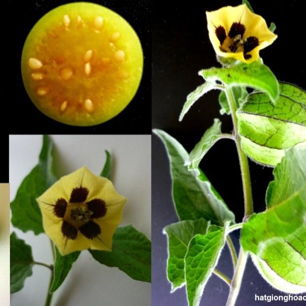 Hạt Giống Cây Thù Lù Nam Mỹ 50 hạt/gói