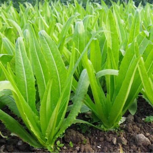 Hạt giống xà lách lá nhọn , đóng gói 5gr