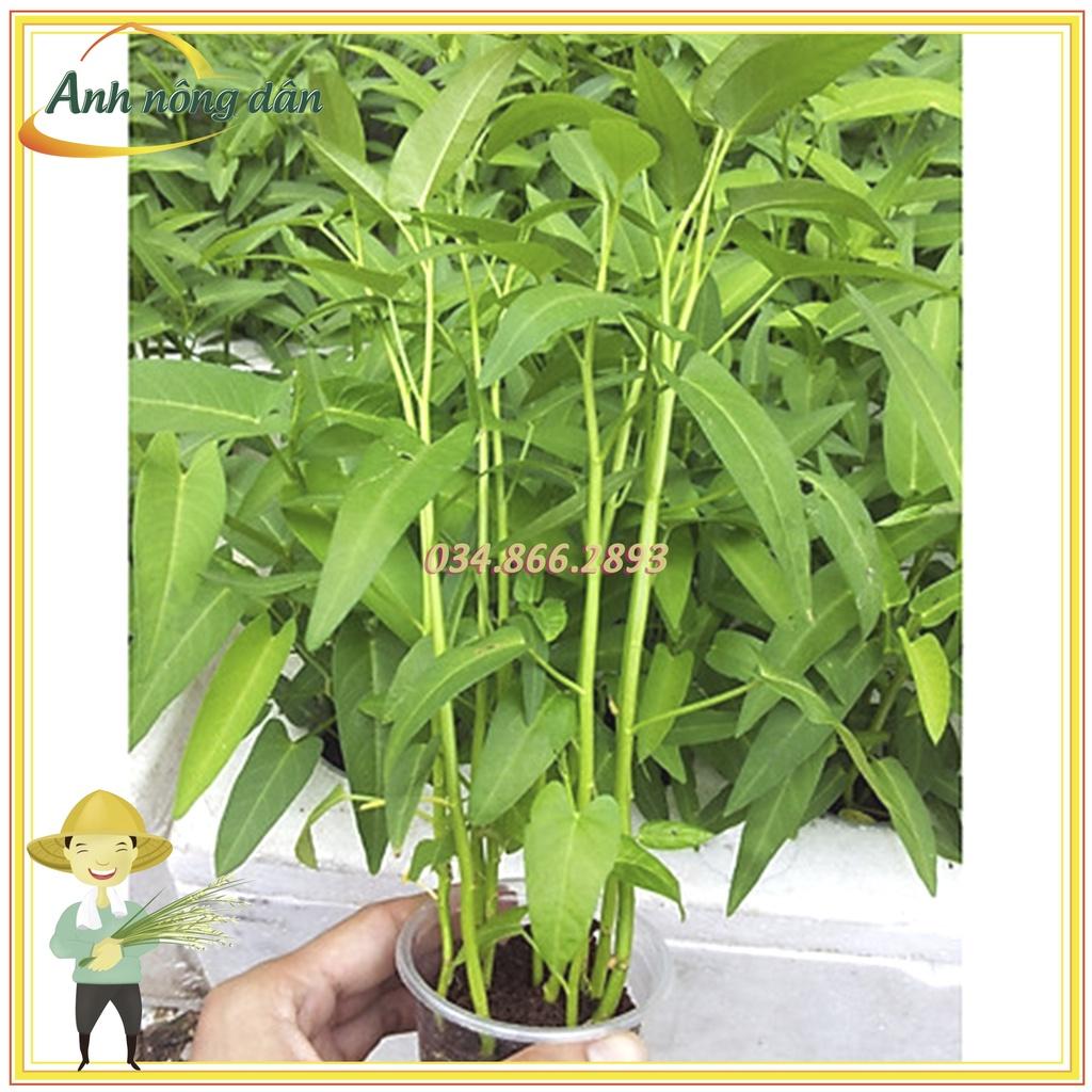 Gói 50g Hạt giống rau muống lá tre giống thuần khiết, năng suất cao