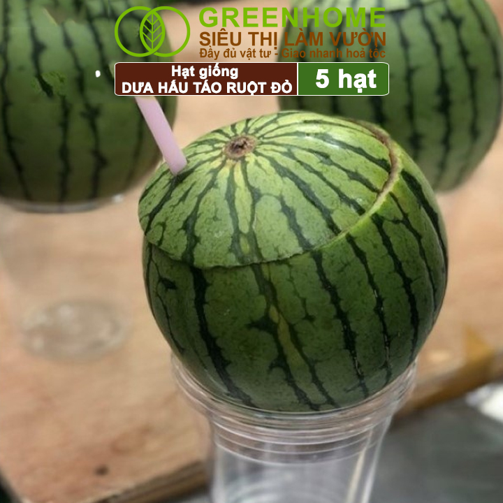 Hạt Giống Dưa Hấu Táo Ruột Đỏ Greenhome, Gói 5 Hạt, Dễ Trồng Quanh Năm, Nảy Mầm Cao, T23