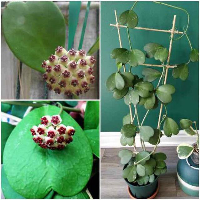 Cẩm cù lá tim- chậu đẹp xum xuê
