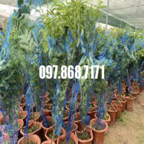 CÂY TÁO TẦU
