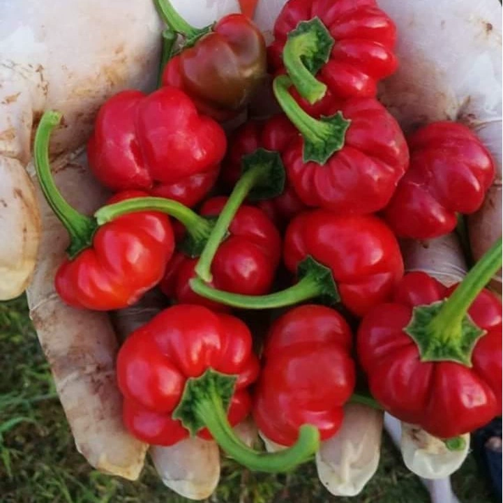 5 Hạt giống Ớt bí ngô
