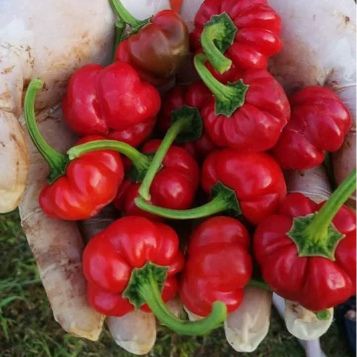 5 Hạt giống Ớt bí ngô ( pumpkin pepper)