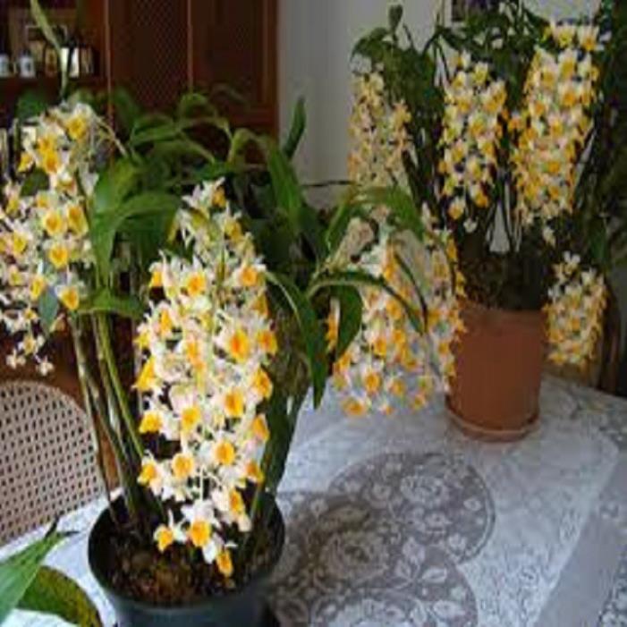 CHẬU LAN KIỀU VUÔNG,DÒNG LAN THỦY TIÊN - CHẬU TRỒNG THUẦN SIÊU ĐẸP