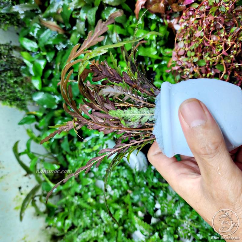 Cây Liễu Răng Cưa Lá Nước | Cây Thuỷ Sinh Đẹp - Dễ Trồng và Chăm Sóc