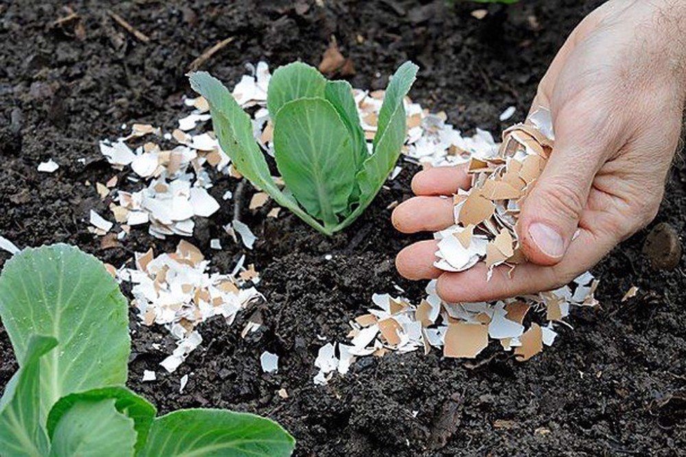 Vỏ Trứng Gà Đã Xử Lý Giúp Cây Khoẻ Mạnh, Hạn Chế Côn Trùng, Sâu Bệnh Cho Mọi Cây Trồng