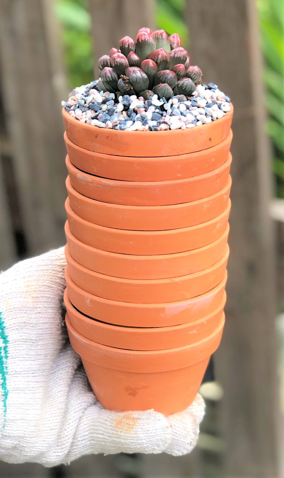 Bộ 10 chậu đất nung trồng xương rồng sen đá Rộng 9 cm x Cao 5,5 cm