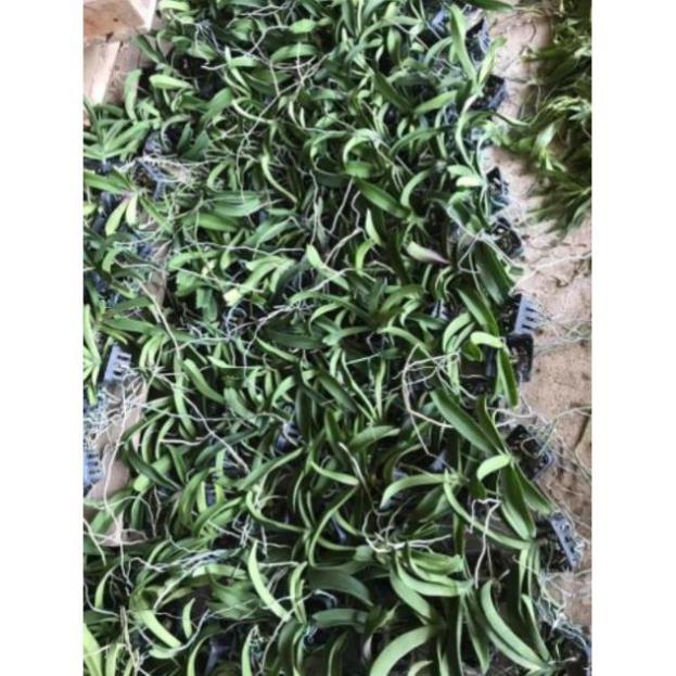 Đai châu chuẩn bị hoa đủ màu