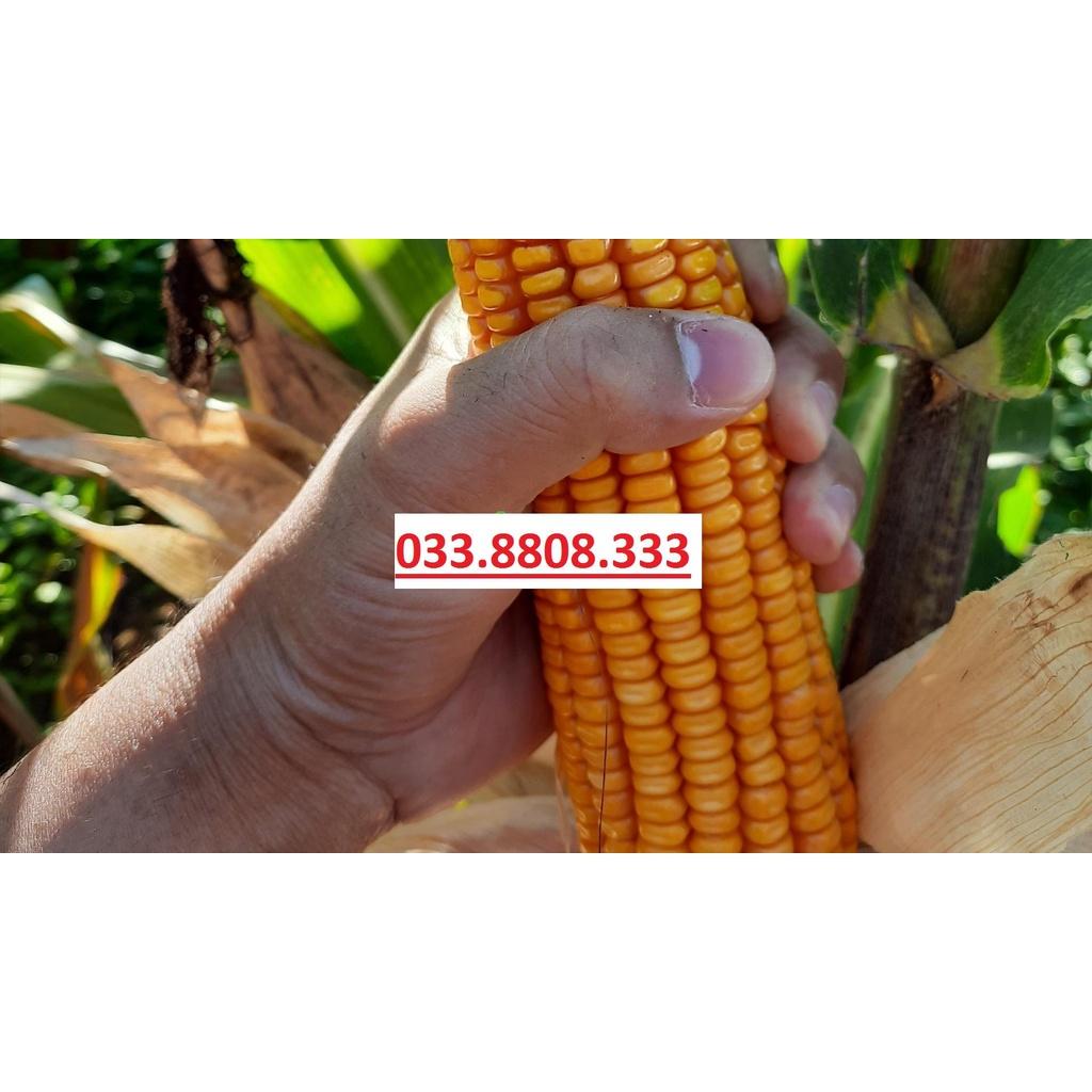 HẠT GIỐNG NGÔ SINH KHỐI LAI ĐƠN BIẾN ĐỔI GEN NK4300 Bt/GT TÚI ZIP 500G KHÁNG SÂU ĐỤC THÂN