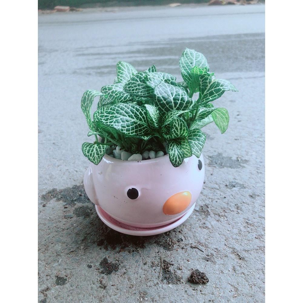 Chậu Cẩm Nhung Vịt Hồng