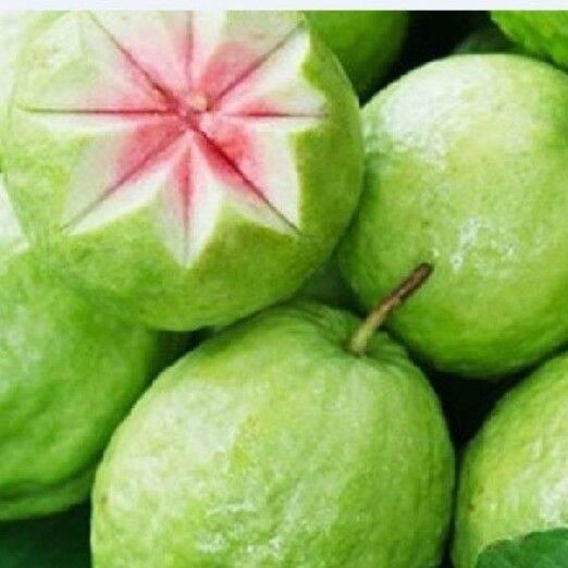 CÂY GIỐNG ỔI SÁ LỊ SIÊU SỚM