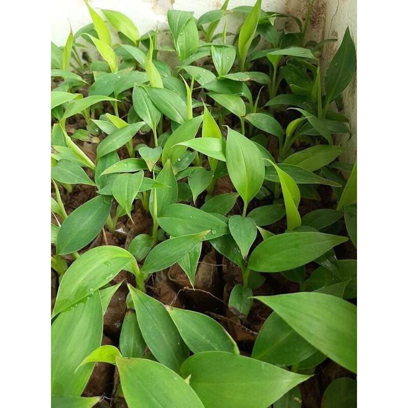 Chuối cảnh mini
