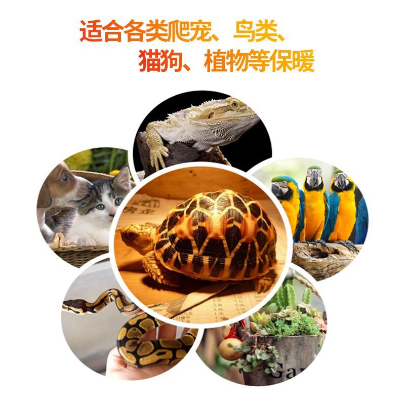 Đèn sưởi đêm cho rùa cạn, bò sát - Bóng sưởi đêm UVB chuyên dụng - phụ kiện bò sát