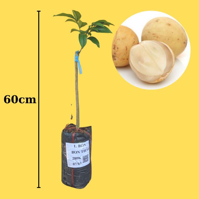 CÂY GIỐNG BÒN BON THÁI GHÉP SIÊU SỚM