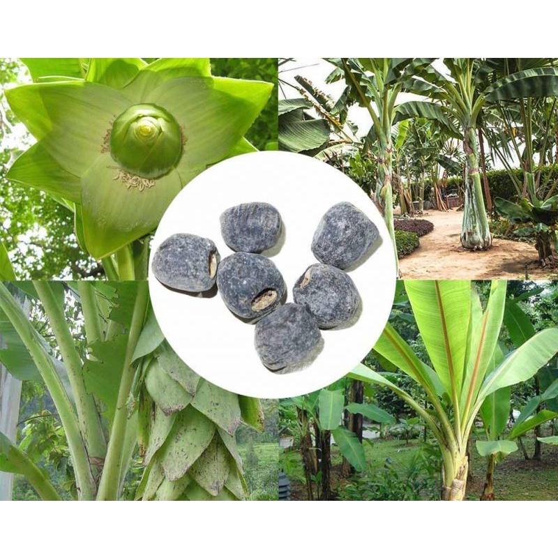 Hạt Giống Cây Chuối Cô Đơn KNS3715 - Gói 50 hạt