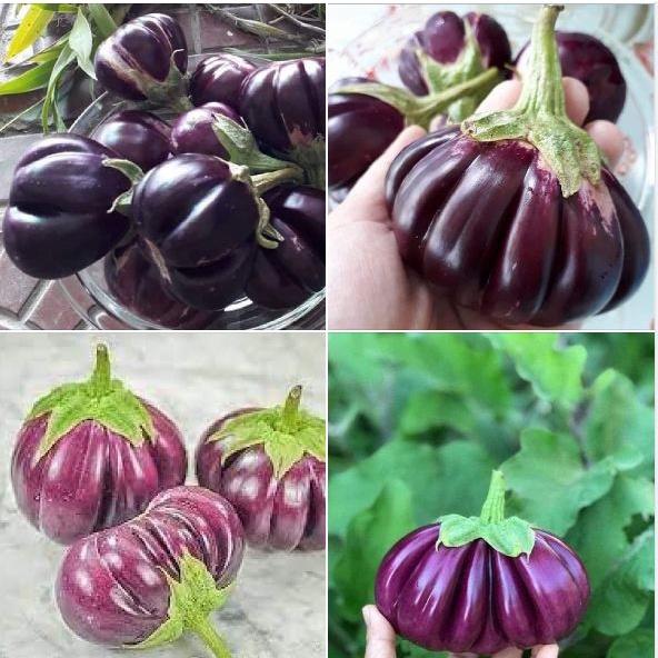 Hạt giống cà tím khía trái to,hạt giống tốt-gói 2 gram-tặng kèm gói phân bón lót