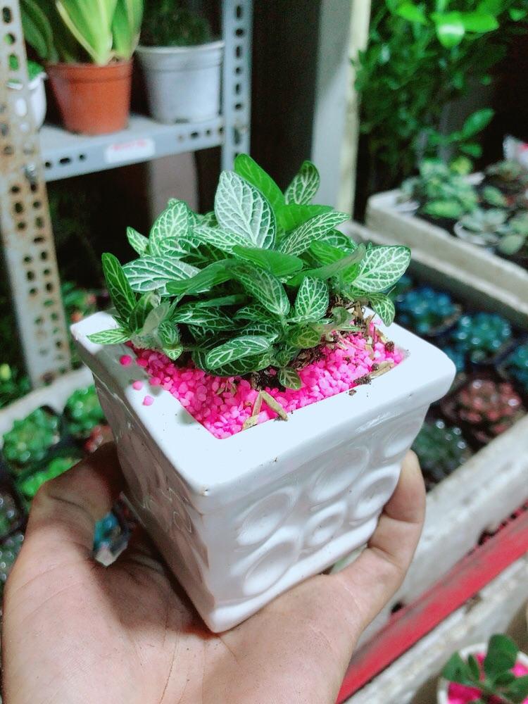 Chậu Cây Lá May Mắn Xanh Nhạt