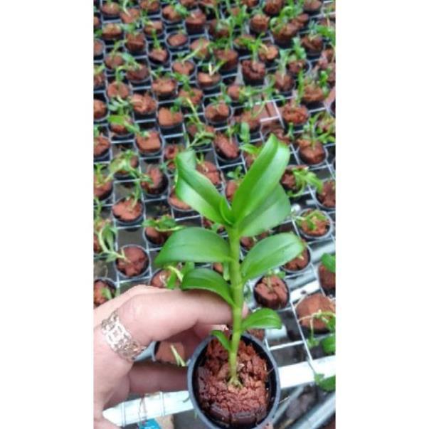 Hoa lan Giả Hạc 5ct Mắt Nai