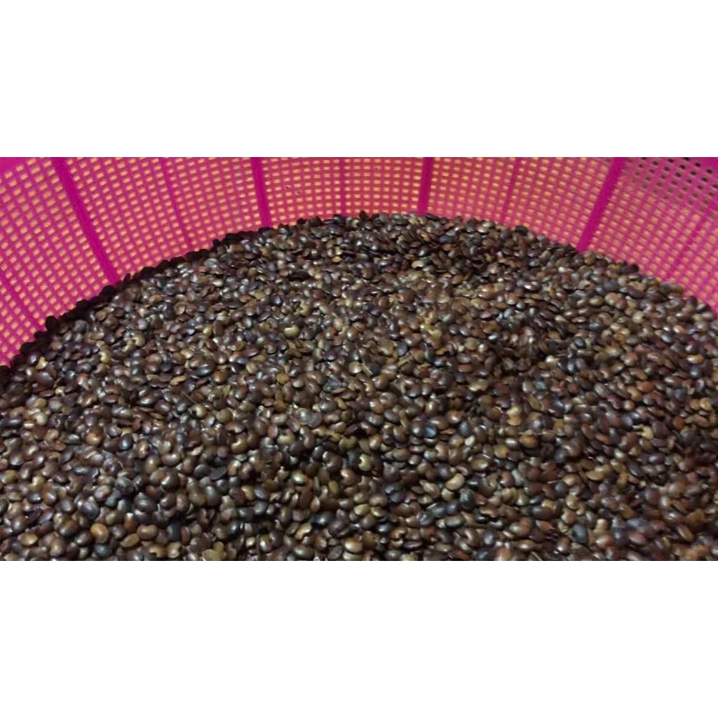 2 KG HẠT GIỐNG CẨM LAI RỪNG .