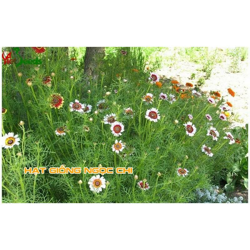 Hạt Giống Hoa Cúc Chi Mix - 50 Hạt