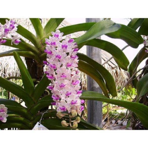 Hoa Lan Ngọc Điểm Rừng ki mập khỏe ấm chậu