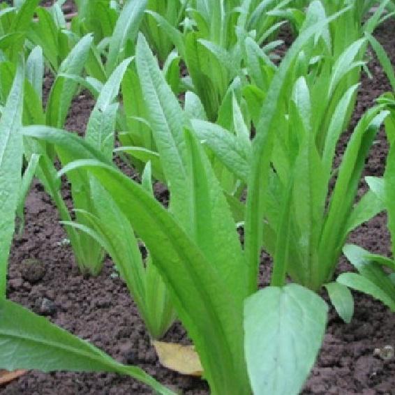 Combo 2 gói Hạt Giống Rau Diếp Thơm Đặc Biệt-gói  5Gram-tặng kèm gói phân bón lót