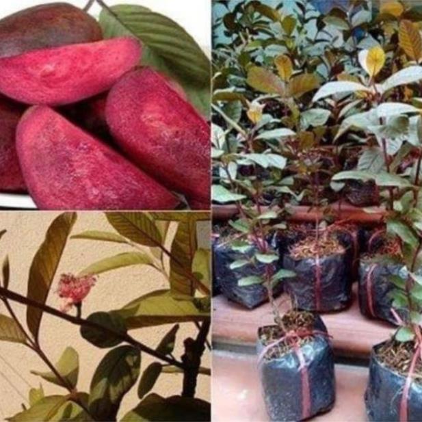 Cây ổi tím