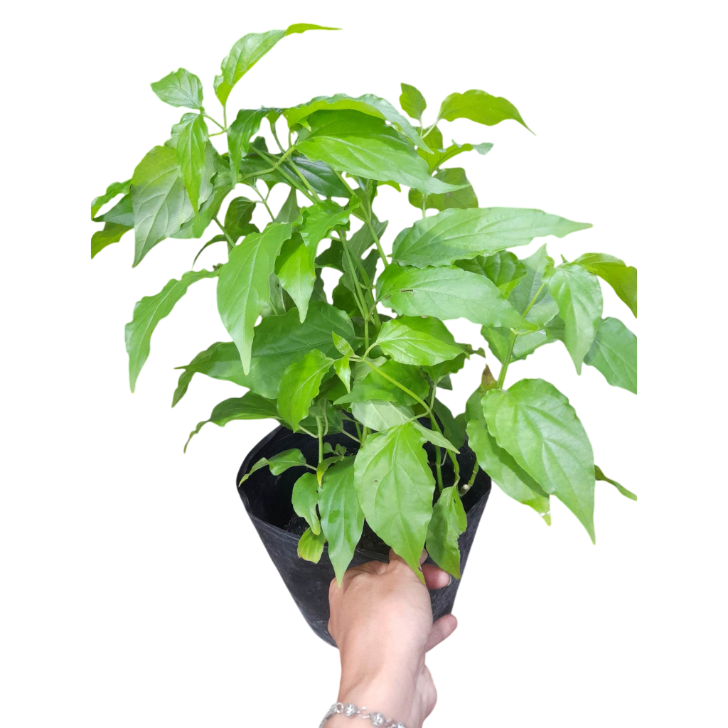 Cây Giống Bìm Bịp (Xương Khỉ, Mảnh Cọng) – 1 Bầu 2–4 Cây – Dễ Trồng, Lá Xanh Tốt
