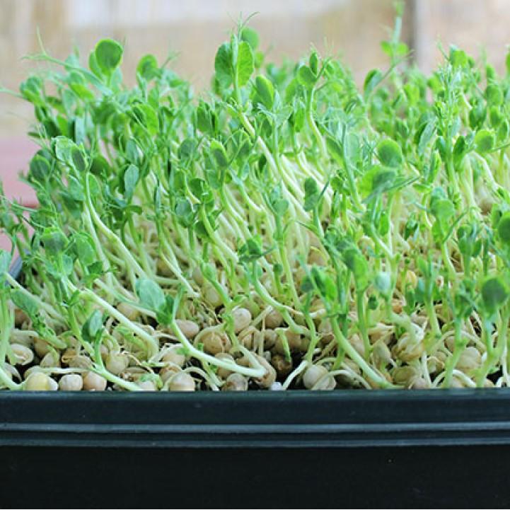 Hạt giống Rau Mầm Đậu Hà Lan Dễ Trồng, Thơm, Ngọt (gói 50 gram) - Hạt Giống Rạng Đông
