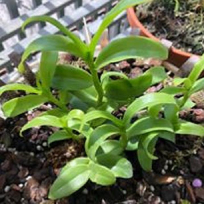 Hoa lan -5ct ngọc sơn cước