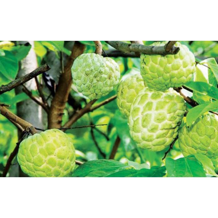 CÂY GIỐNG NA THÁI LAN SIÊU NGON, SIÊU KINH TẾ
