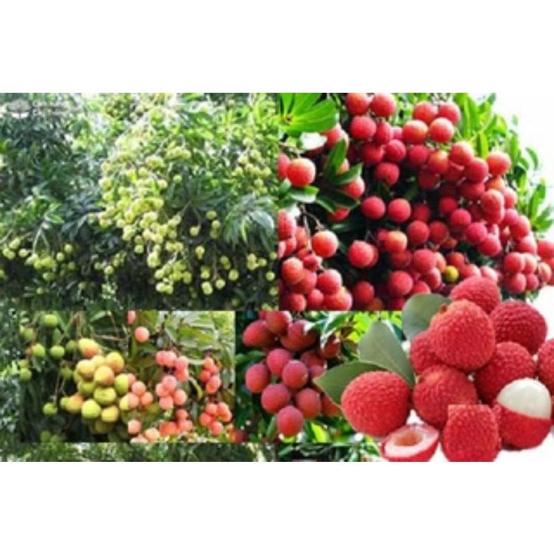 CÂY GIỐNG VẢI KHÔNG HẠT SIÊU SỚM