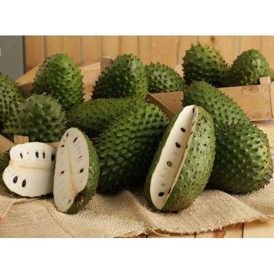 TẶNG 1 GÓI P.BÓN_COMBO 5 CÂY GIỐNG MÃNG CẦU XIÊM 145K