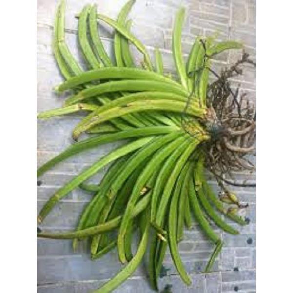Sản Phẩm Hoa lan giáng hương sóc lào