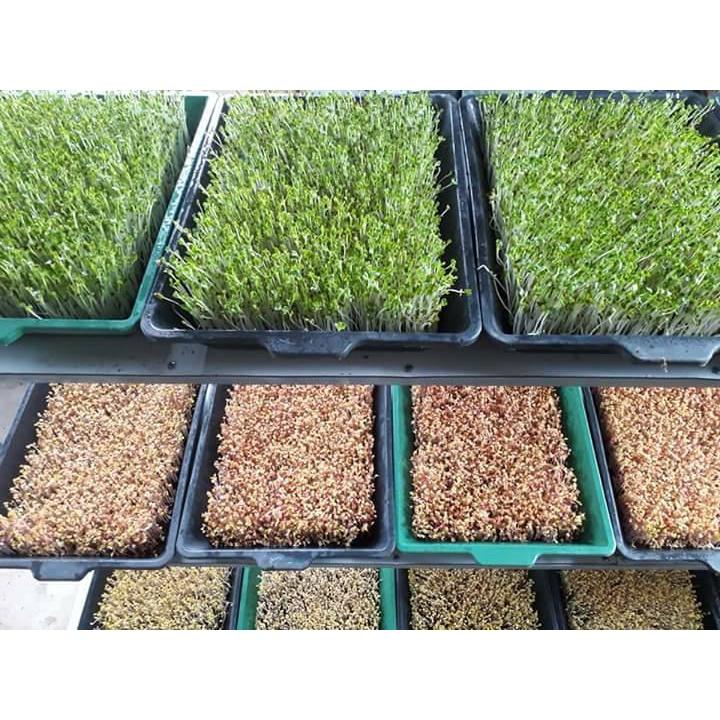 1kg Hạt Giống Rau Mầm Củ Cải Đỏ