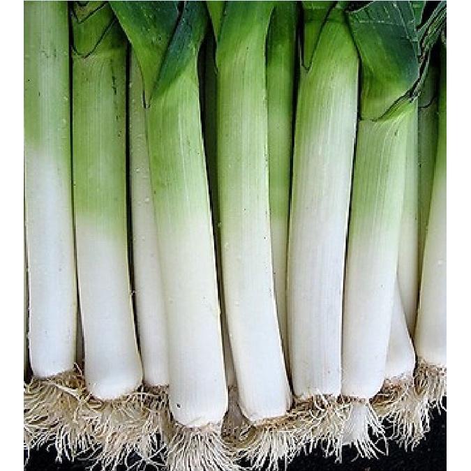 Hạt giống tỏi tây CT140 - Gói 1gram