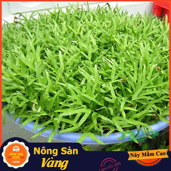 Hạt giống Rau Mầm Rau Muống