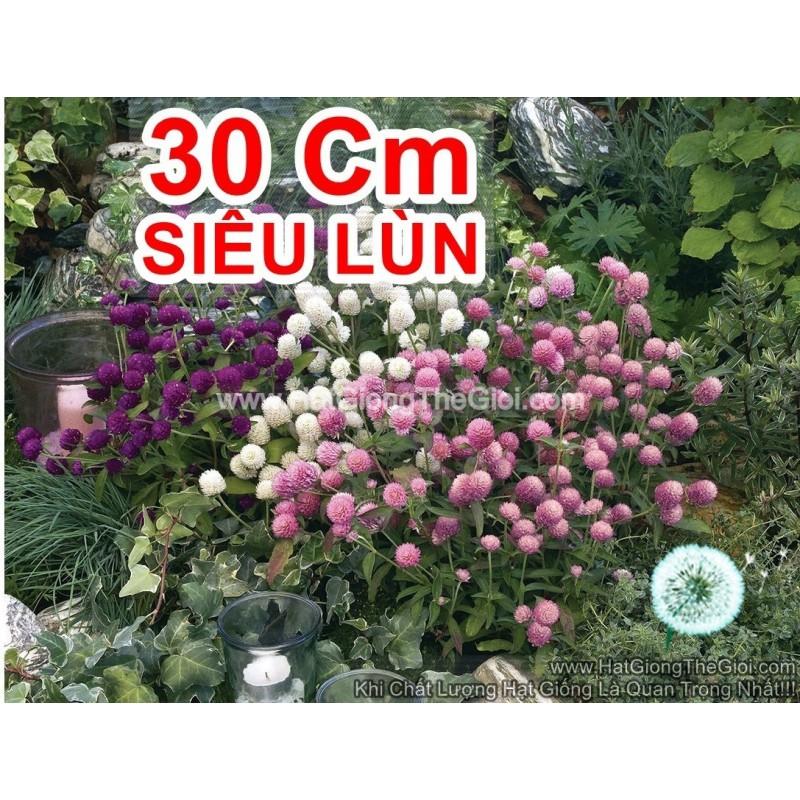 20h Hạt Giống Hoa Cúc Bách Nhật Siêu Lùn Mix