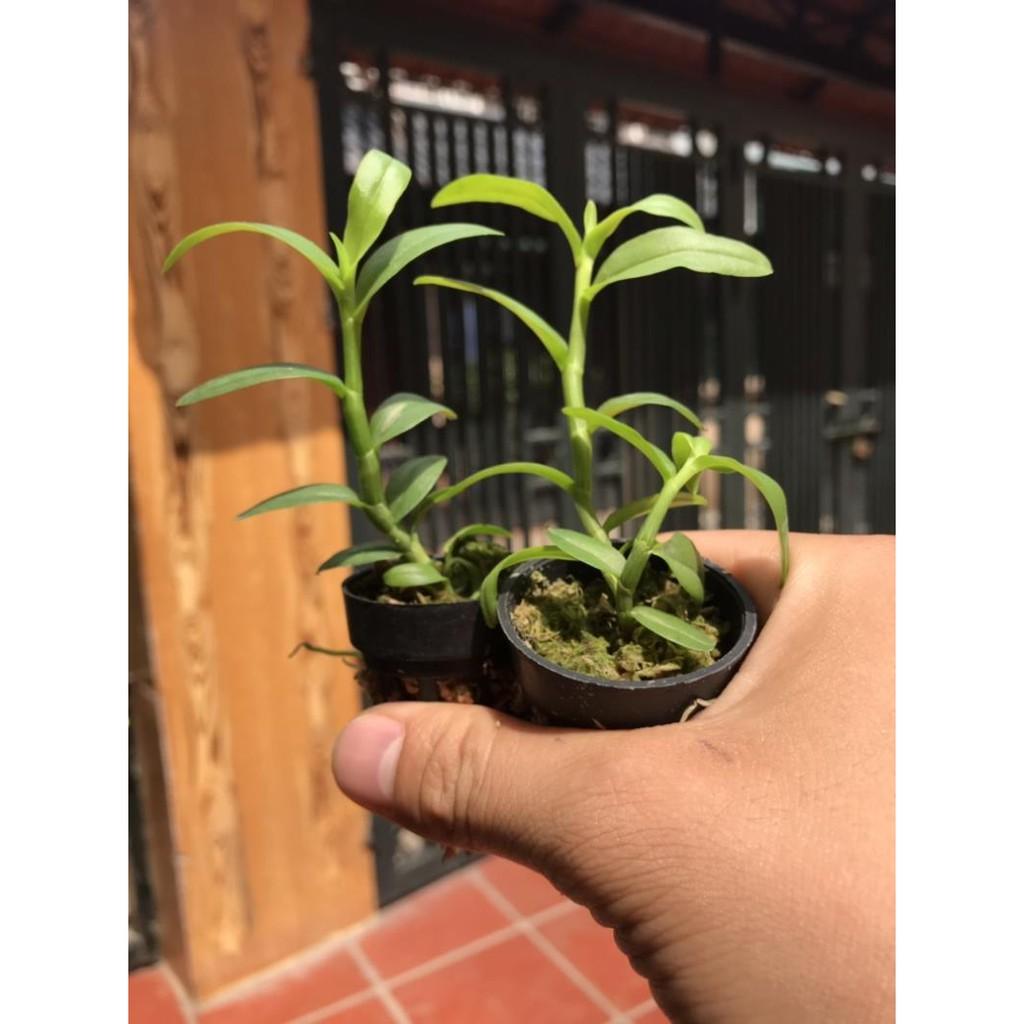 Phi điệp 5canh trắng mũi hồng max đẹp